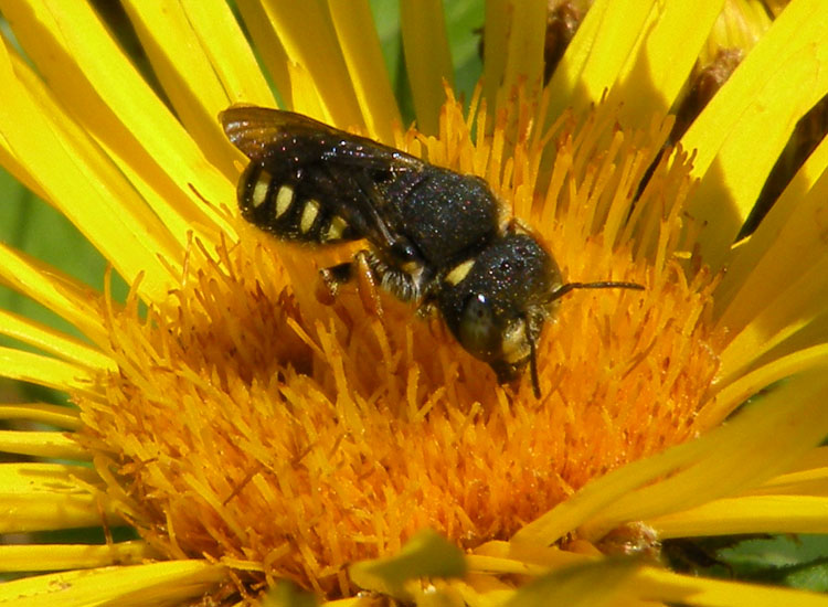 Pseudoanthidium lituratum o Anthidiellum strigatum?